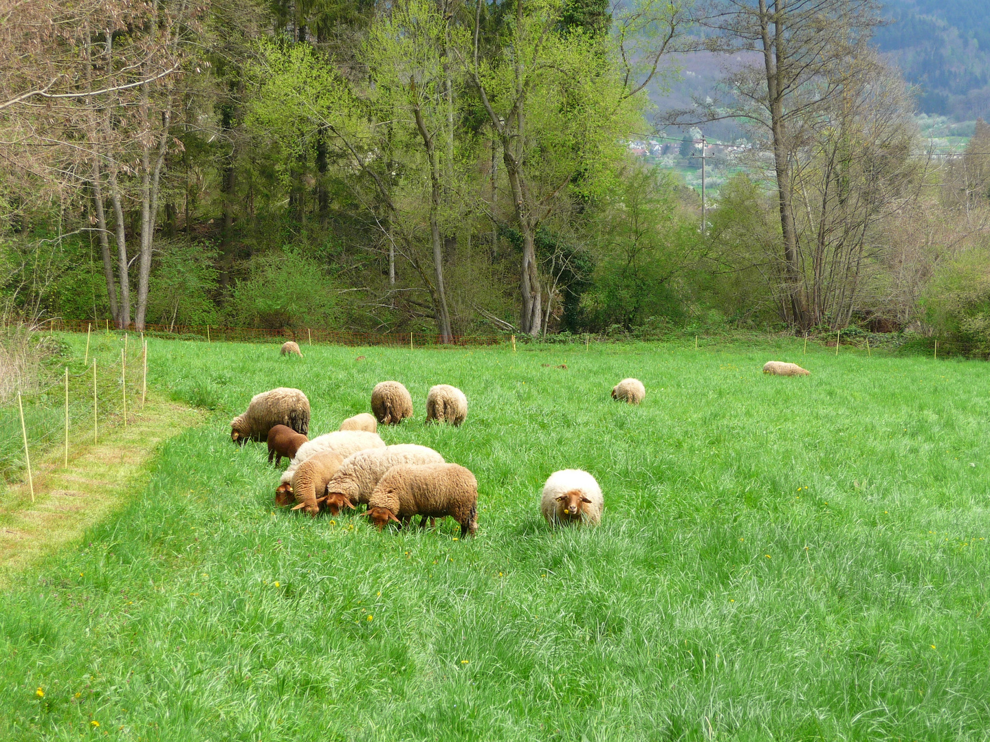 ~ Der Löwenzahn ~