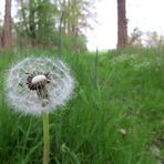 Der Löwenzahn am Wegesrand ...................