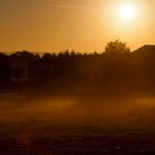 Der Löwenzahn beim Anblick des Morgennebels V2