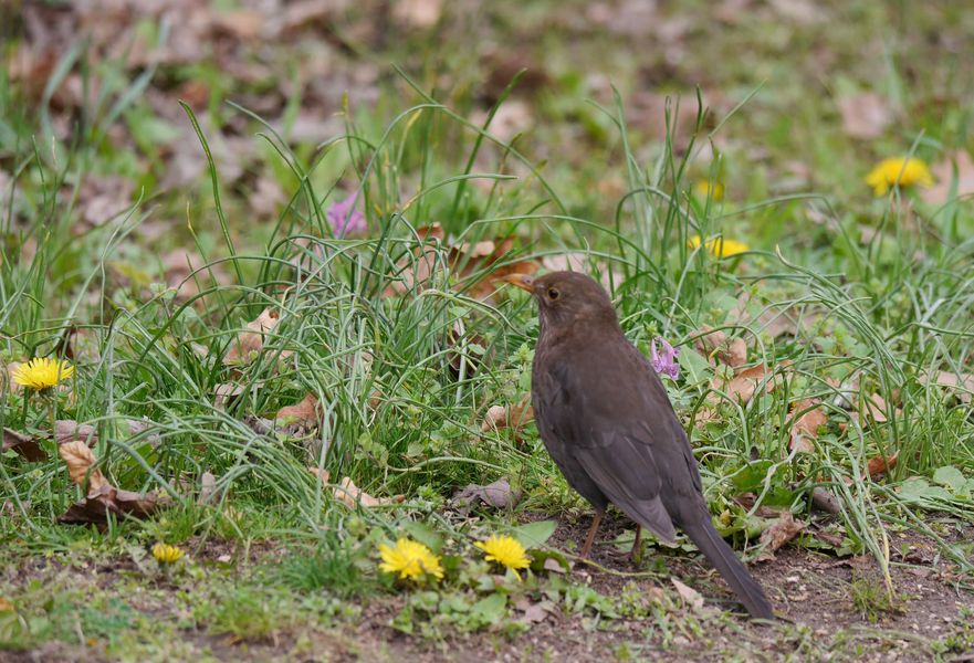 der Löwenzahn hat Besuch bekommen