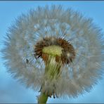 Der Löwenzahn oder Pusteblume in der Abendsonne.