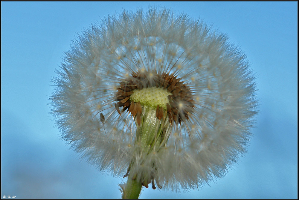 Der Löwenzahn oder Pusteblume in der Abendsonne.