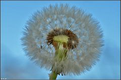 Der Löwenzahn oder Pusteblume in der Abendsonne.