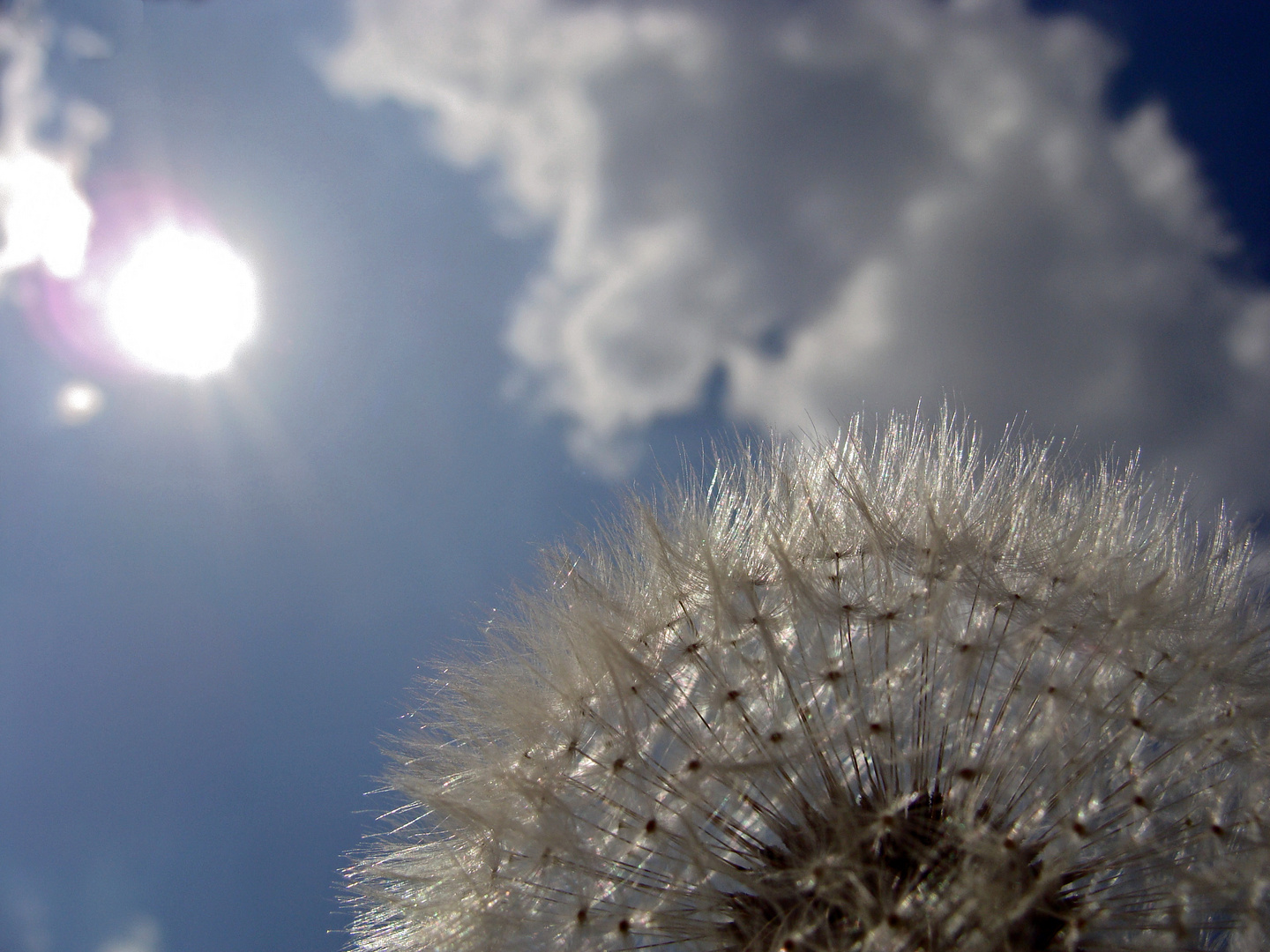 Der Löwenzahn schaut in die Sonne