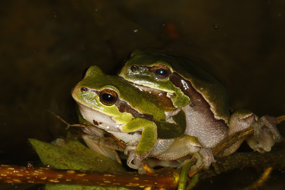 Der Lohn der Mühe