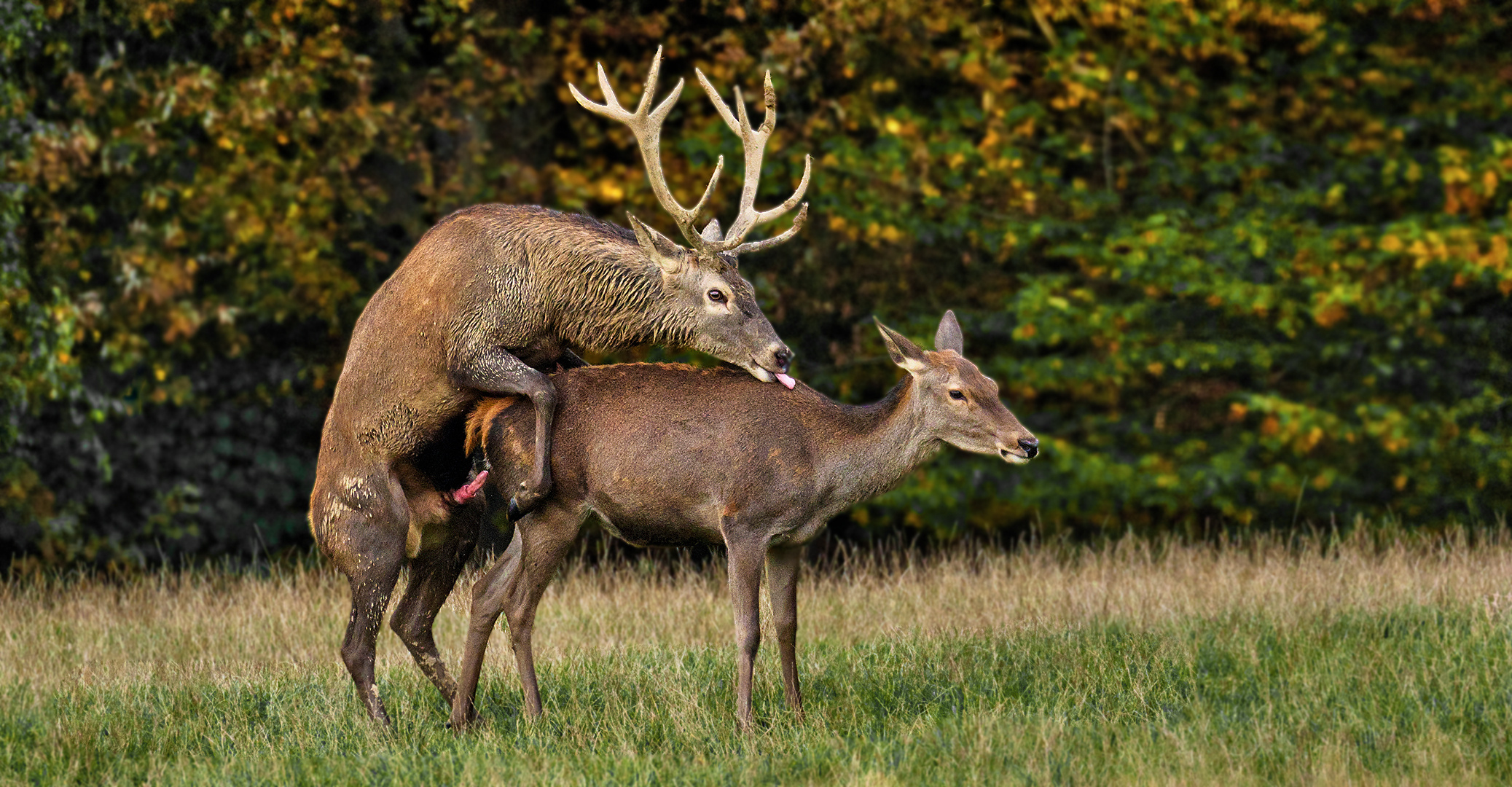 Der Lohn der wilden Jagd