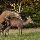 Der Lohn der wilden Jagd