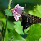 Der Long-tailed Skipper (Urbanus proteus)...