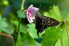 Der Long-tailed Skipper (Urbanus proteus)...