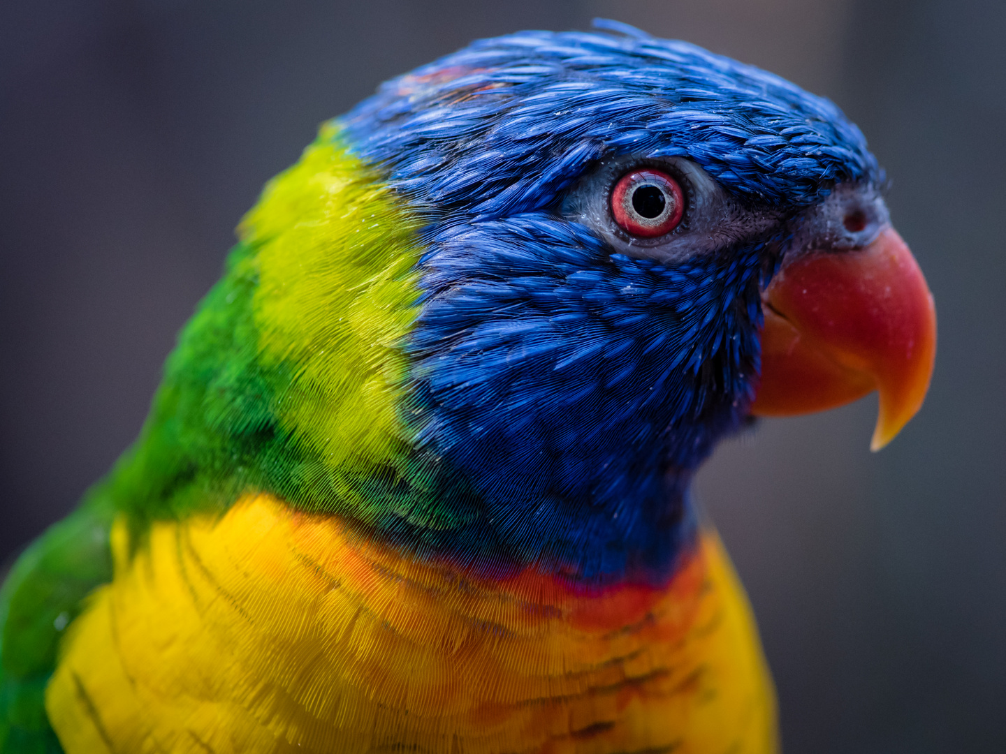 Der Lori Foto & Bild | tiere, zoo, wildpark & falknerei, vögel Bilder