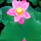 Der Lotus