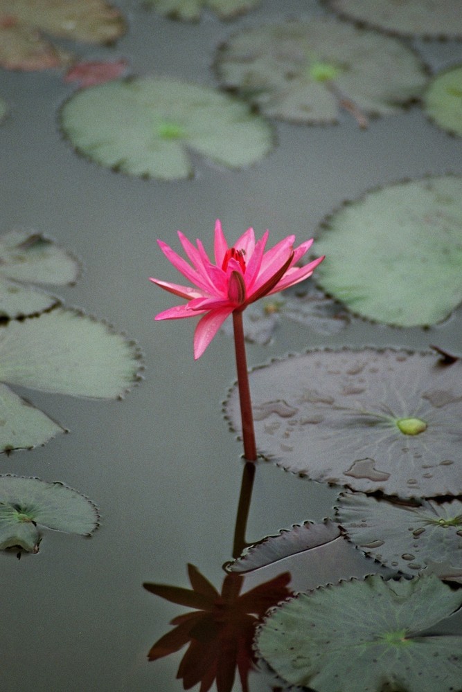 Der Lotus edel und schön!