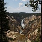 Der Lower Fall des Yellowstone River...