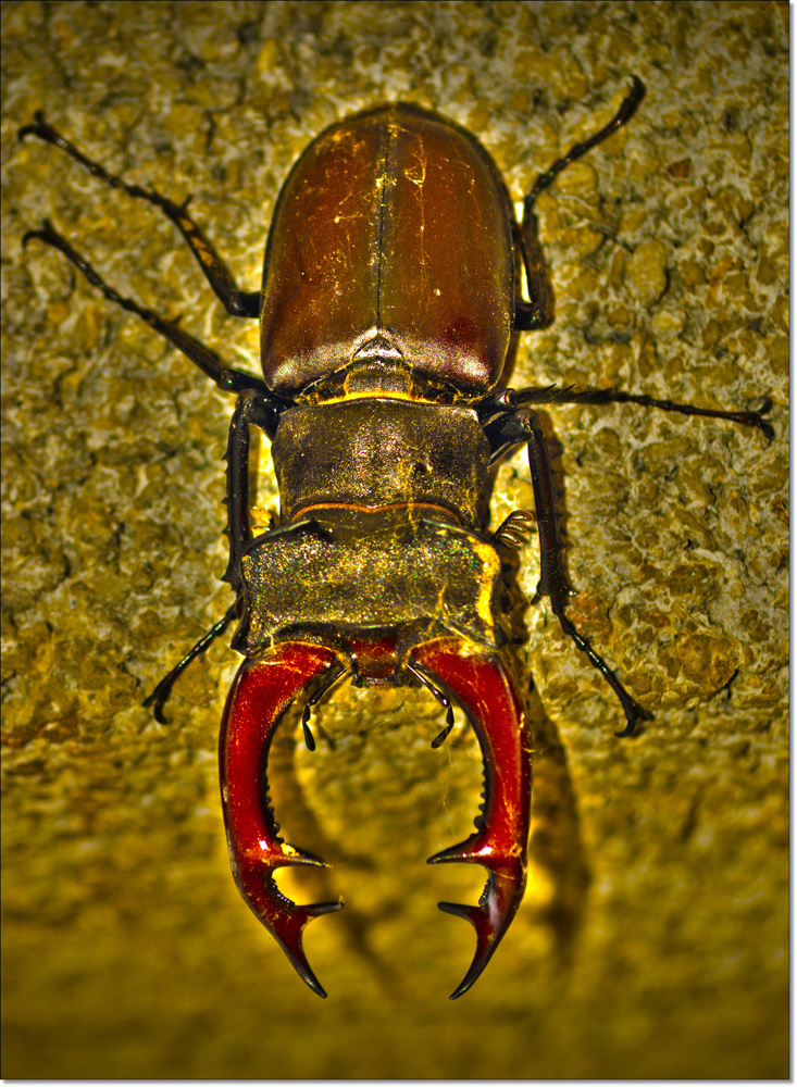 Der Lucanus cervus