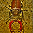 Der Lucanus cervus