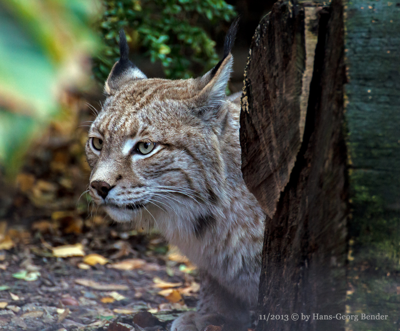 Der Luchs