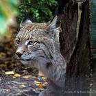 Der Luchs