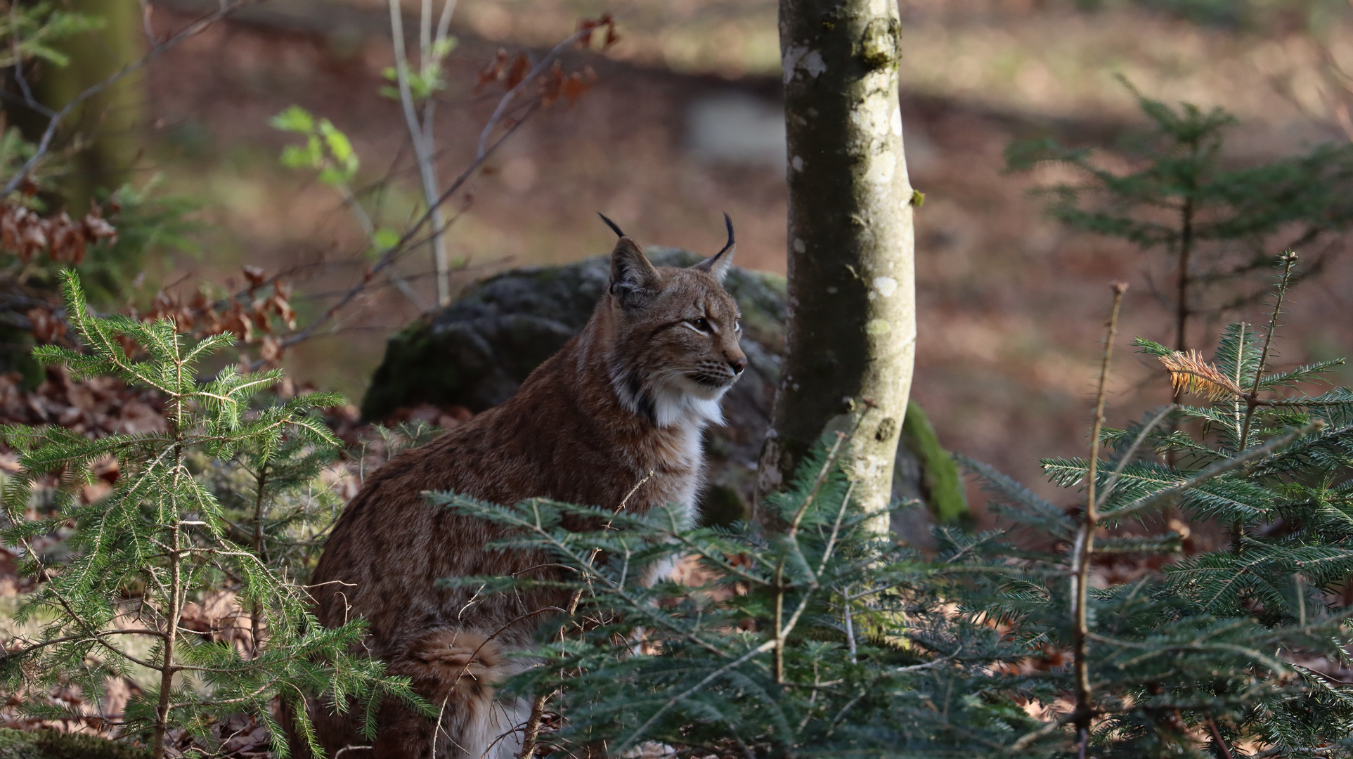 Der Luchs