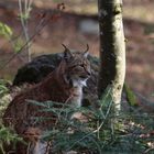 Der Luchs