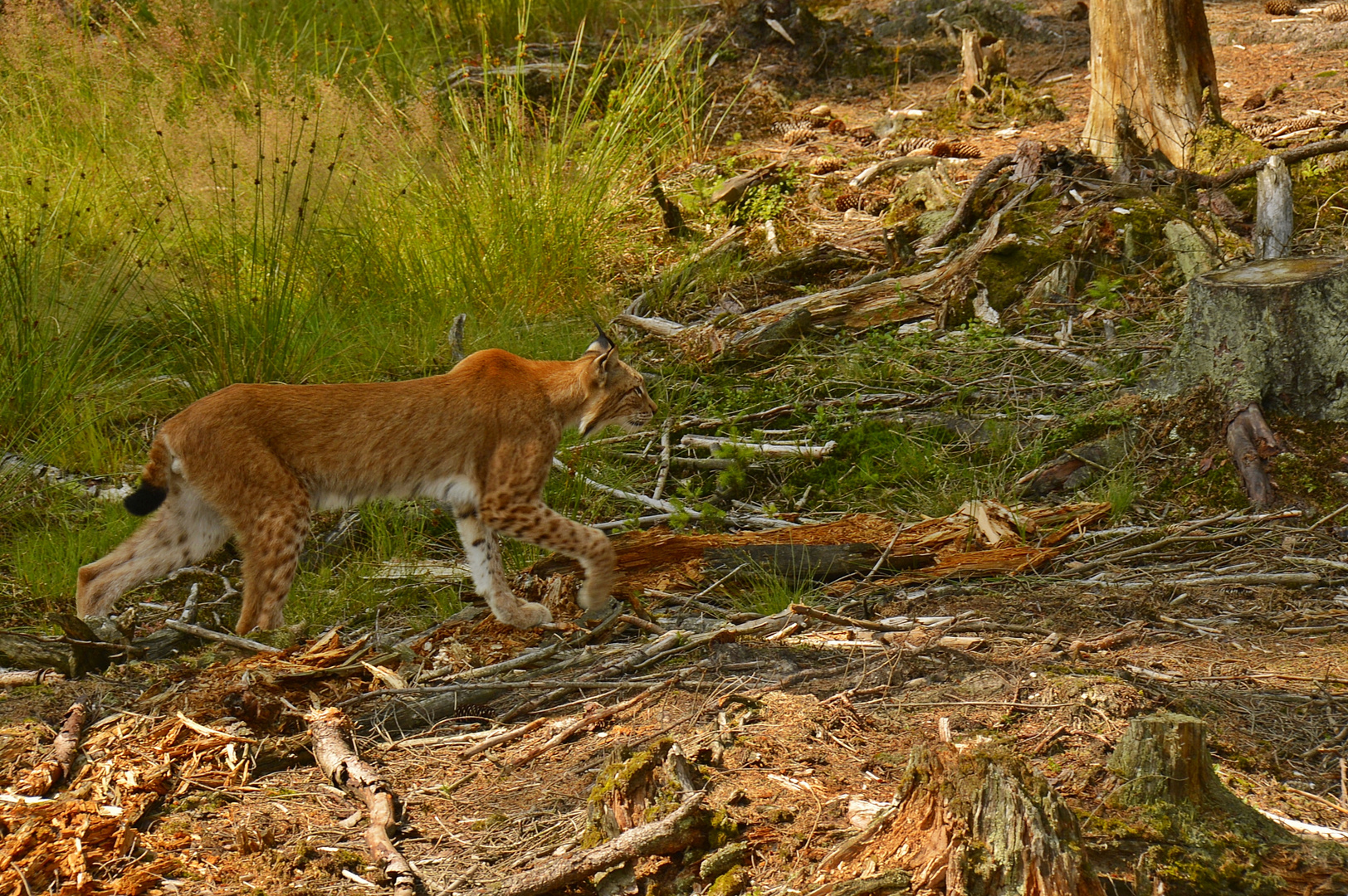 Der Luchs