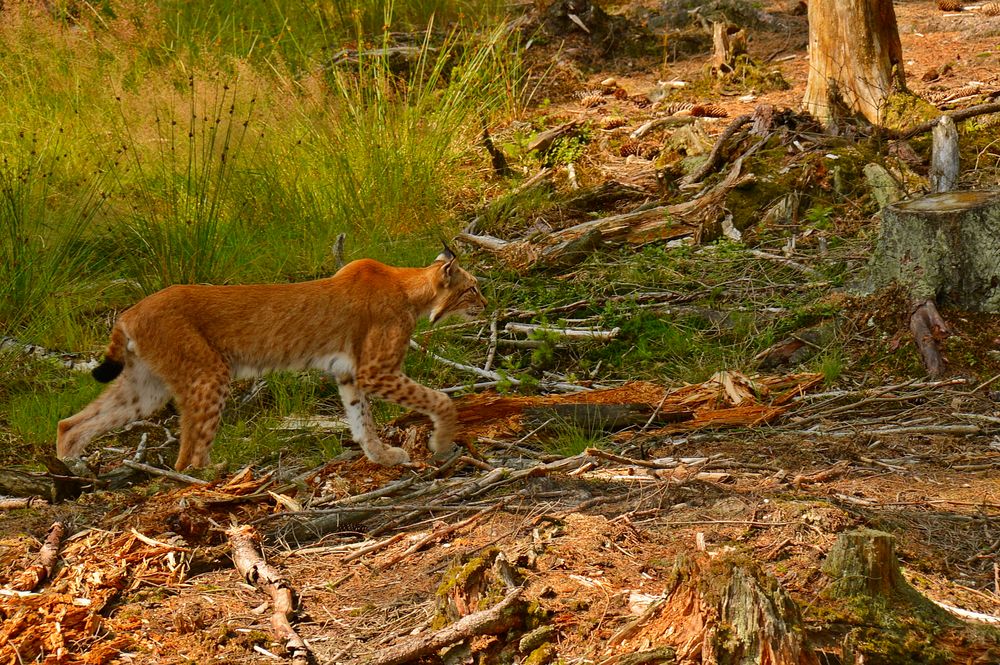 Der Luchs