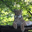 Der Luchs.........