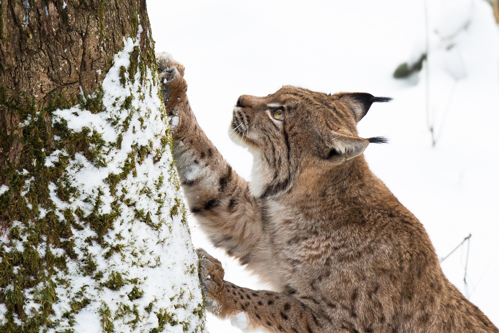 Der Luchs