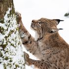 Der Luchs