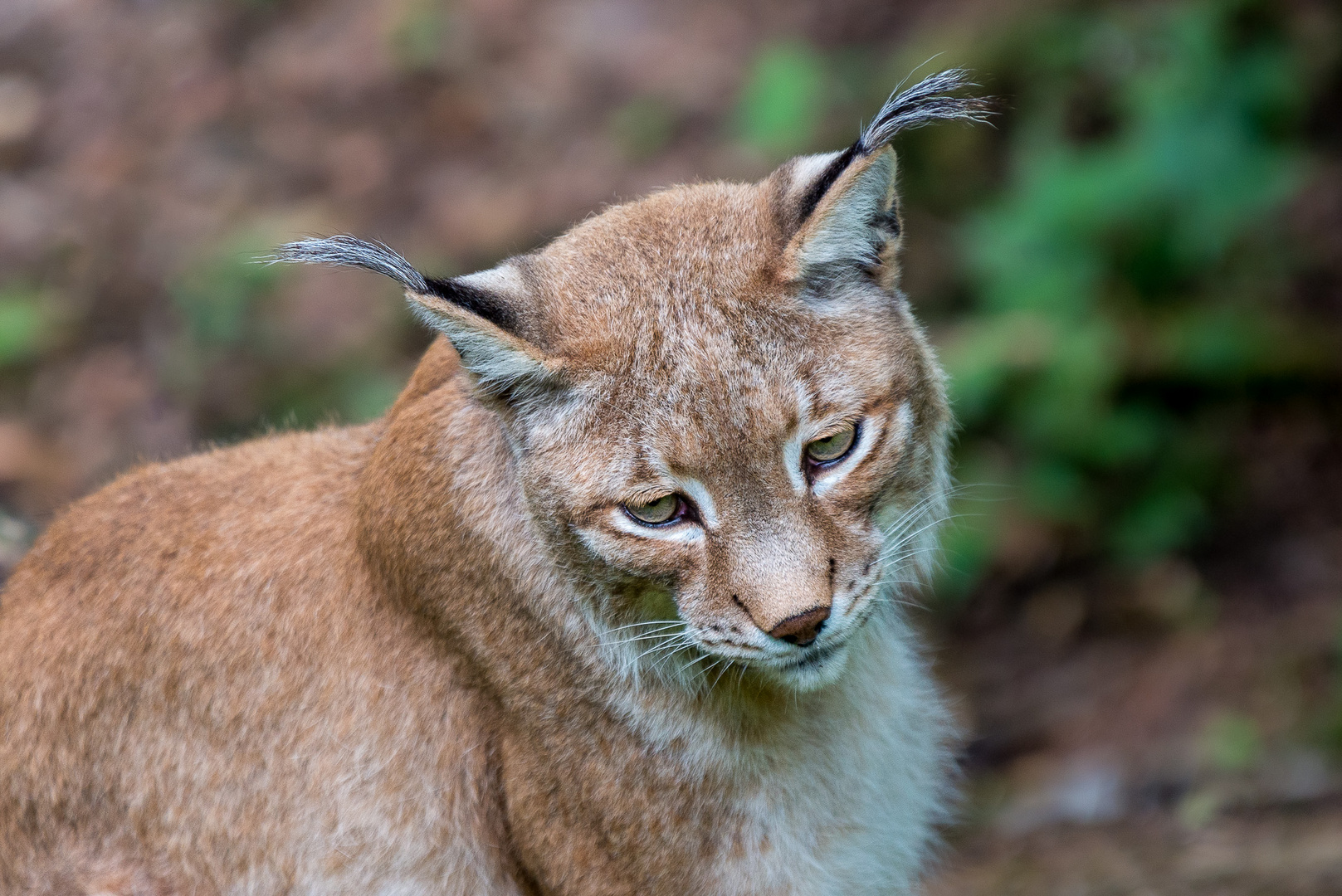 Der Luchs