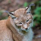 Der Luchs