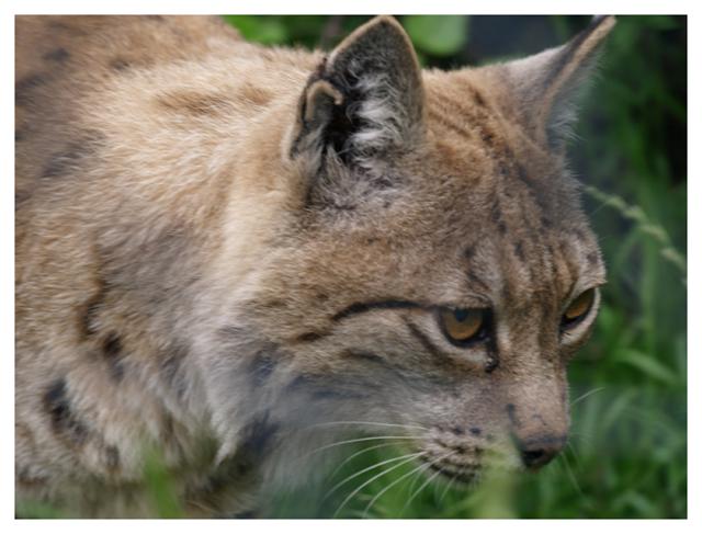 Der Luchs