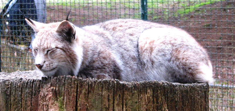 Der Luchs