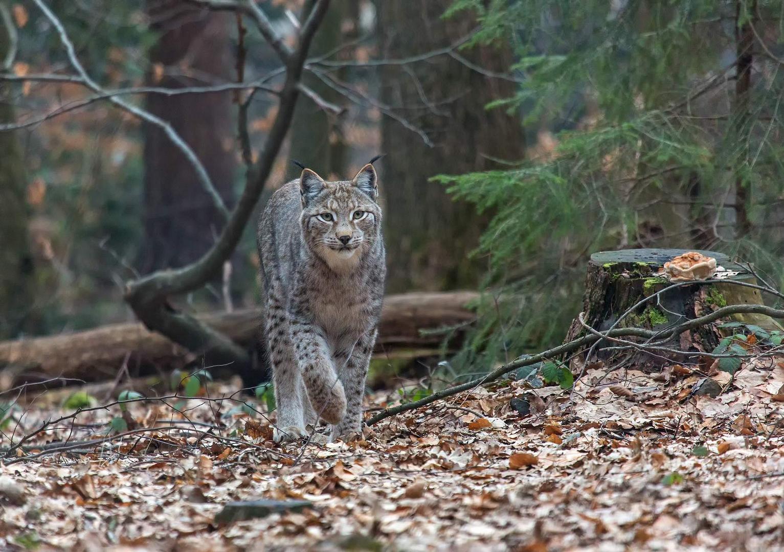 Der Luchs 2