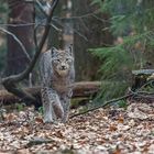 Der Luchs 2