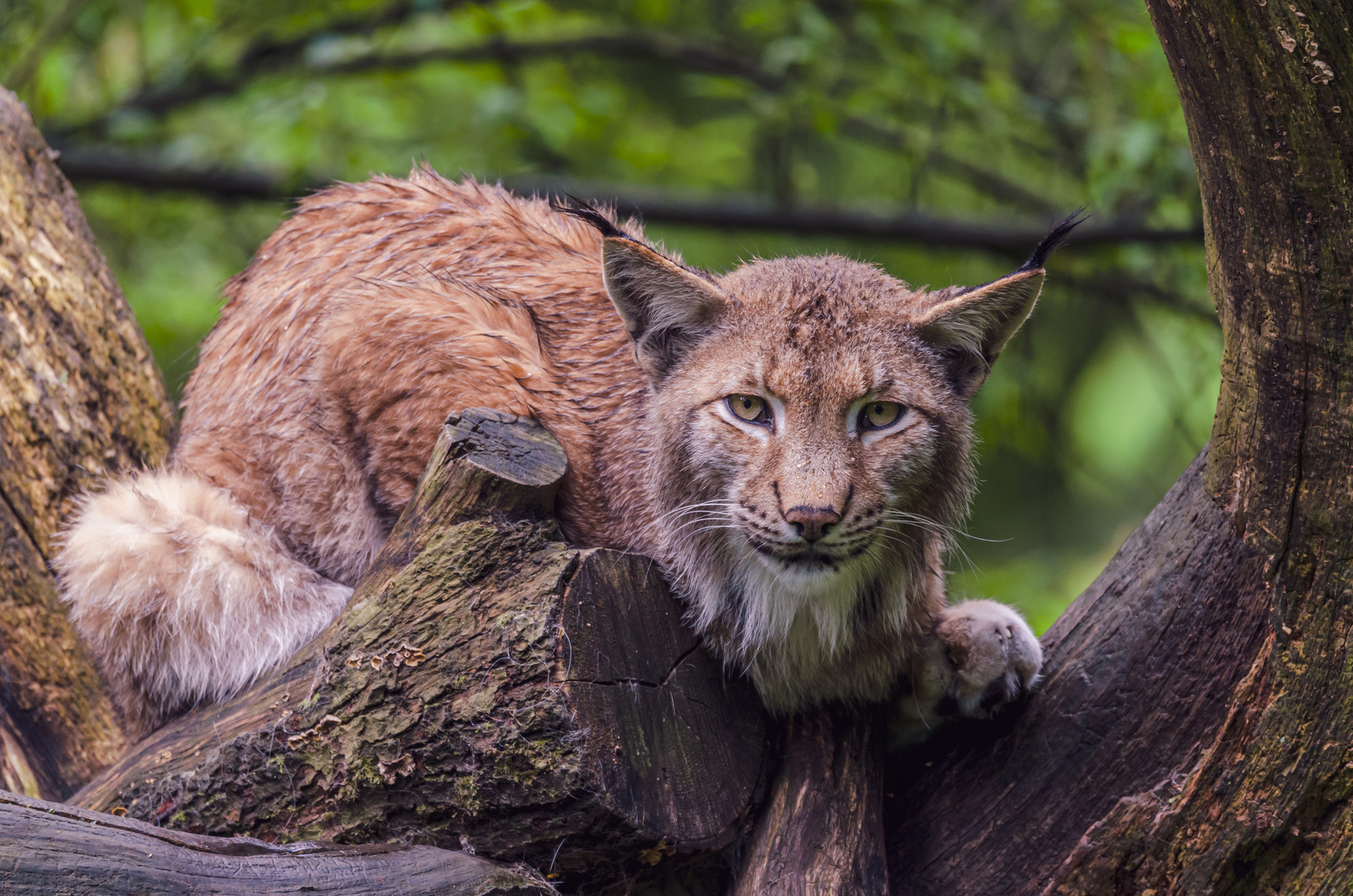 Der Luchs