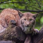 Der Luchs