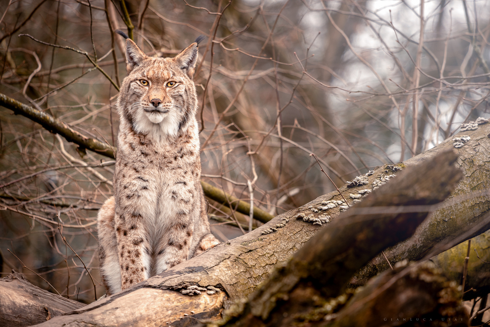 Der Luchs 