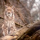 Der Luchs 