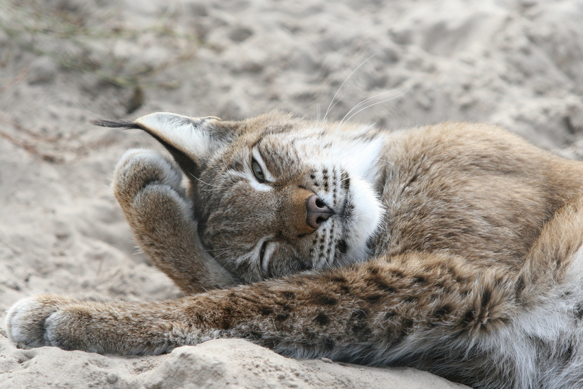 Der Luchs...