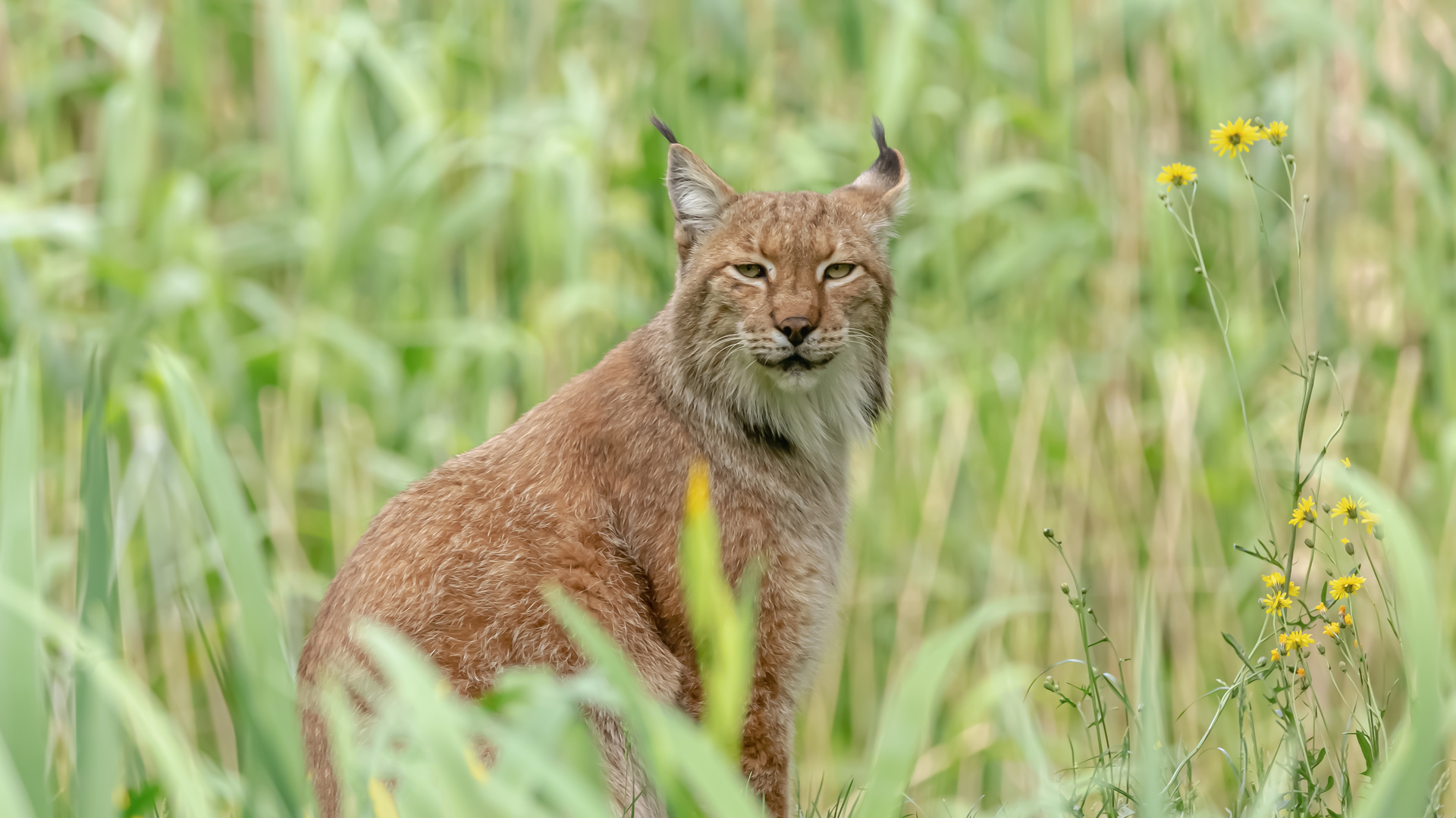 Der Luchs