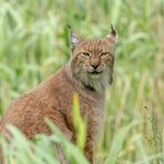 Der Luchs