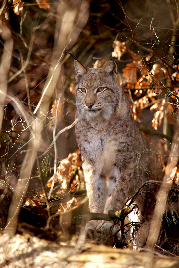 Der Luchs