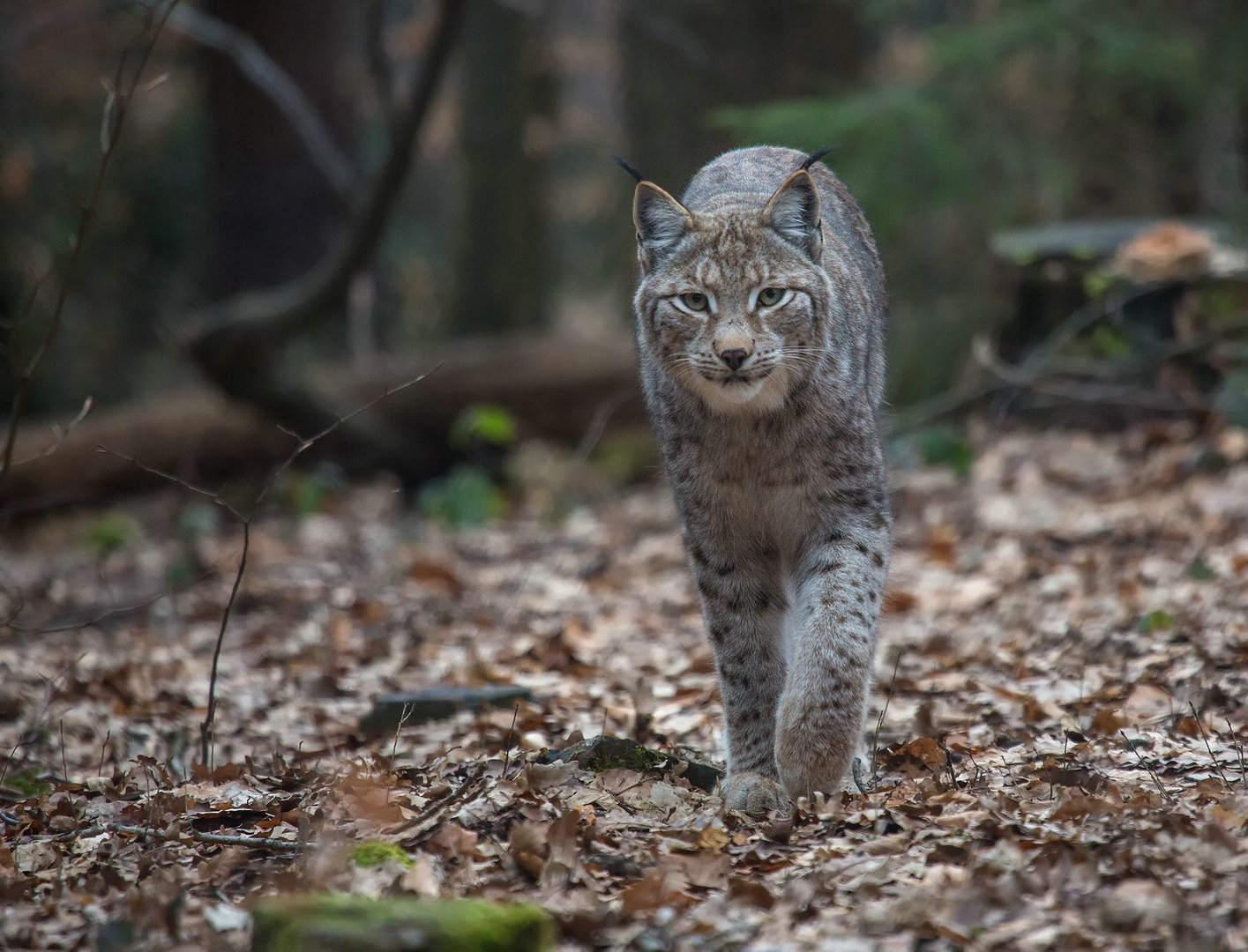 Der Luchs 3