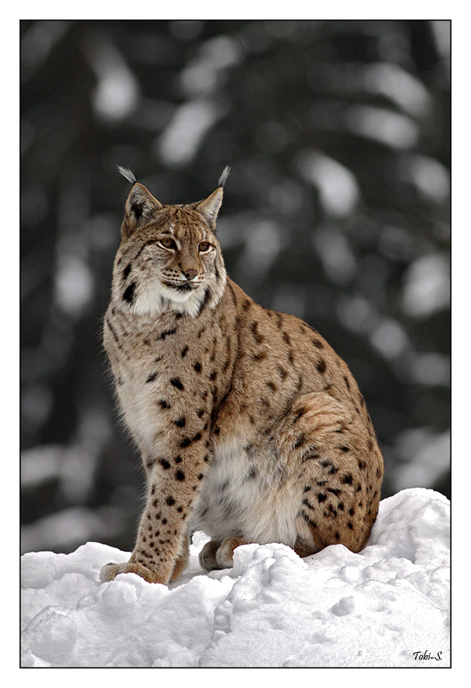 Der Luchs