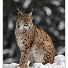 Der Luchs