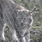 Der Luchs