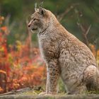 Der Luchs