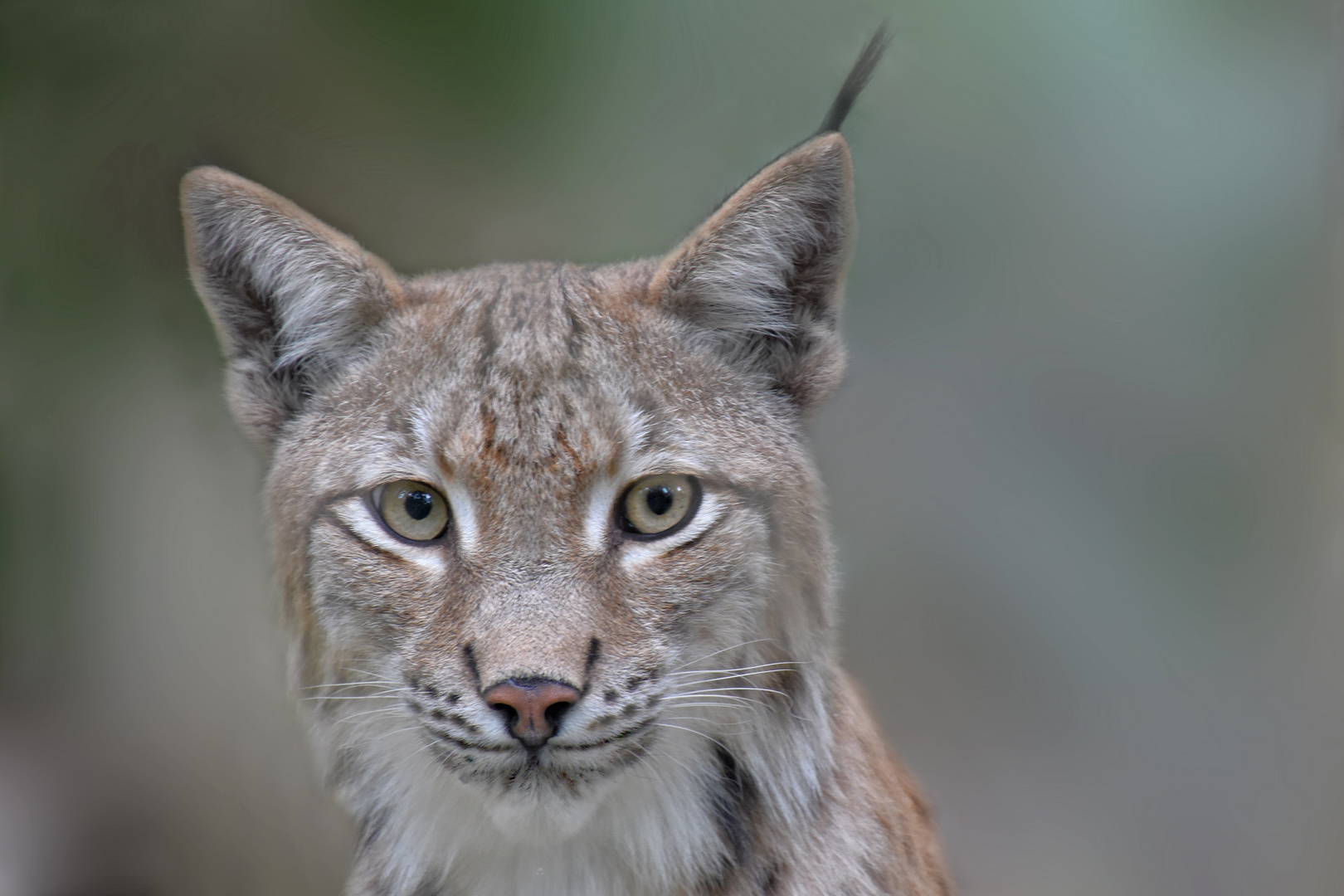 Der Luchs....