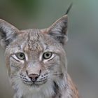 Der Luchs....