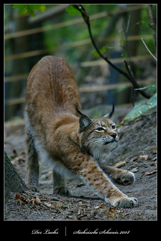 Der Luchs